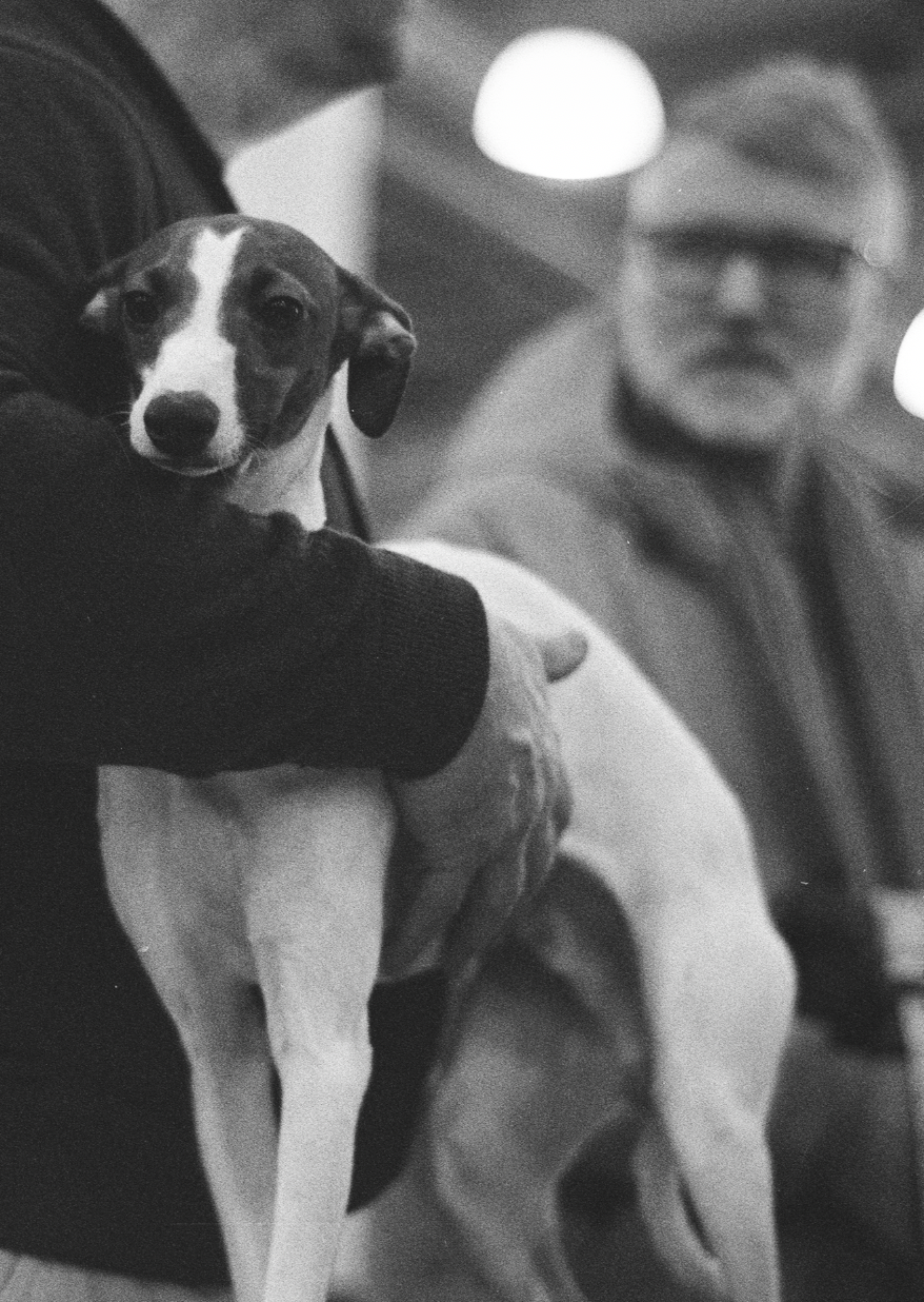Dogs on Film